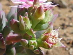 Oscularia cedarbergensis floral stages