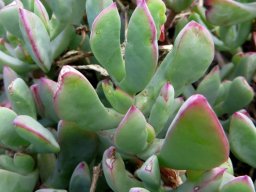 Oscularia vernicolor leaves