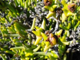 Ottosonderia monticola