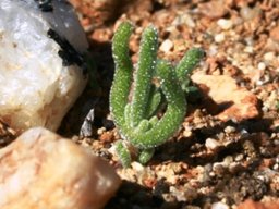 Phyllobolus prasinus