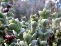 Schlechteranthus albiflorus leaf-pairs