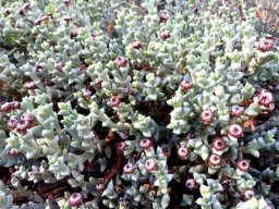 Schlechteranthus albiflorus