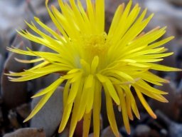 Prepodesma orpenii flower