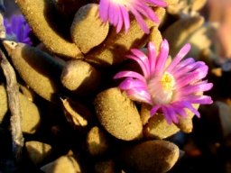 Psammophora modesta