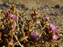 Psammophora modesta in Richtersveld conditions