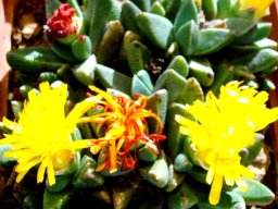 Rabiea flowers