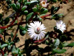 Ruschiella argentea