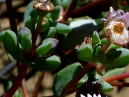 Ruschiella argentea leaves