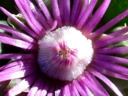 Schlechteranthus steenbokensis flower centre