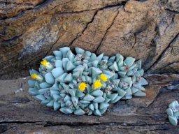 Schwantesia herrei thriving in rock