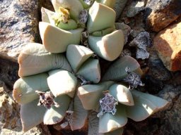 Schwantesia herrei fruit capsules