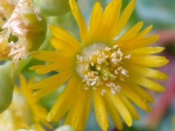 Scopelogena verruculata flowers