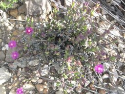 Smicrostigma viride