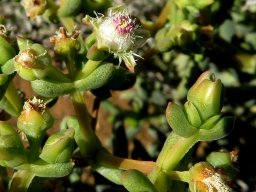 Stoeberia frutescens features of flowering