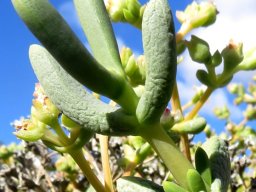 Stoeberia frutescens leaves