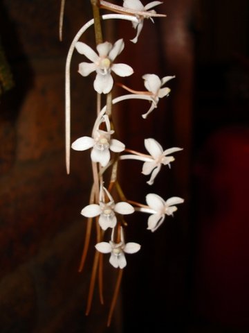 Aerangis mystacidii