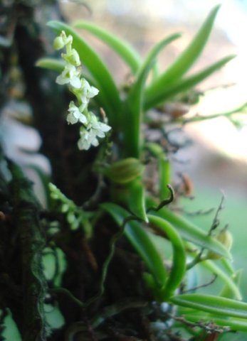 Angraecum chamaeanthus leaves