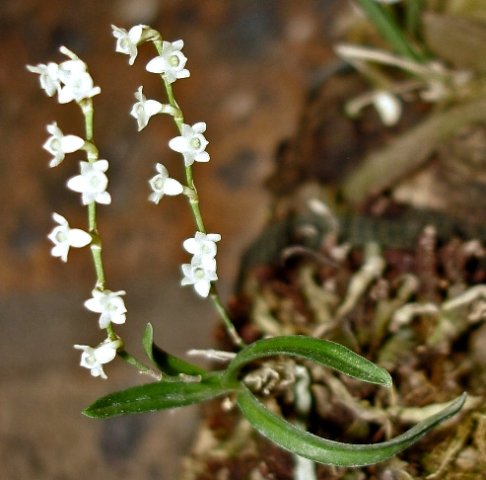 Angraecum pusillum