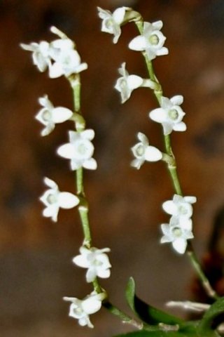 Angraecum pusillum flowers