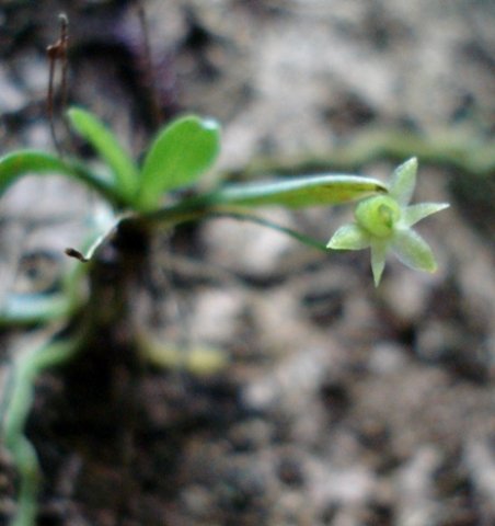 Angraecum sacciferum