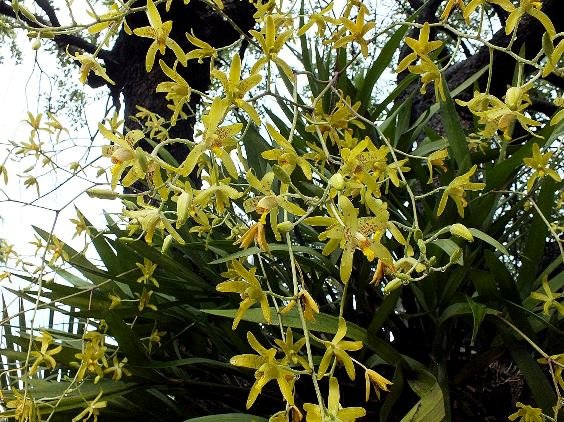 Ansellia africana flowers in profusion