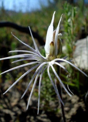 Bartholina burmanniana flower