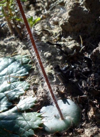 Bartholina burmanniana leaf