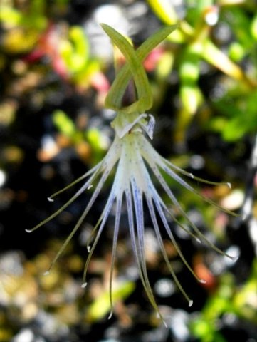 Bartholina etheliae