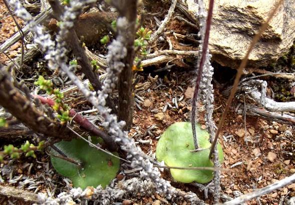 Bartholina etheliae leaf