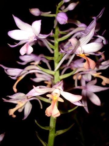 Calanthe sylvatica
