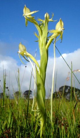Centrostigma occultans leaves