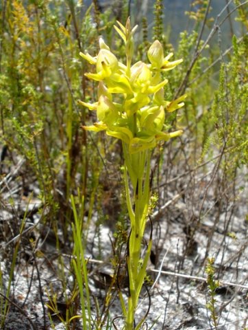 Ceratandra atrata