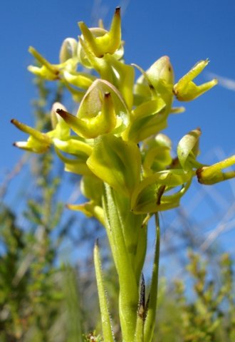 Ceratandra atrata short spike