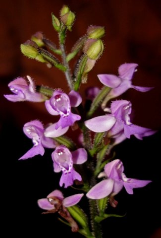 Cynorkis kassneriana