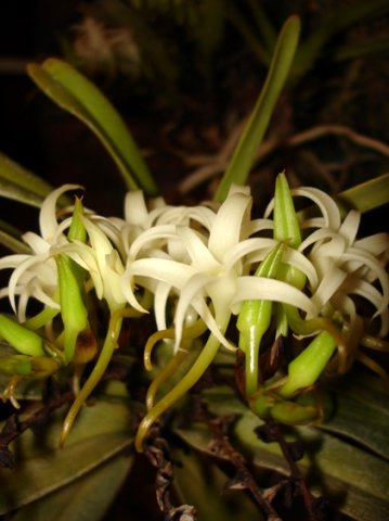 Cyrtorchis arcuata leaves