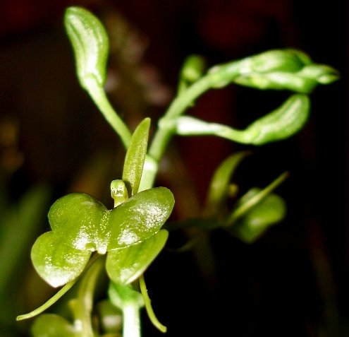 Liparis bowkeri