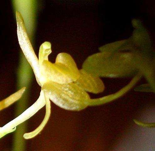 Liparis remota flower