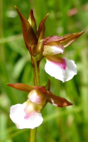 Neobolusia tysonii flower