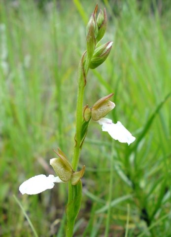 Neobolusia tysonii inflorescence