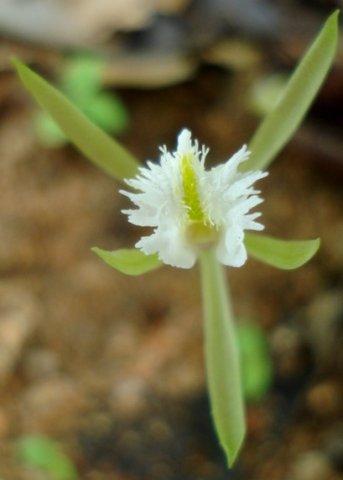 Nervilia crociformis, its all in the lip