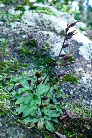Stenoglottis fimbriata leaves