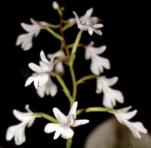 Stenoglottis woodii