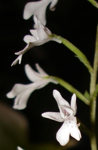 Stenoglottis woodii flowers