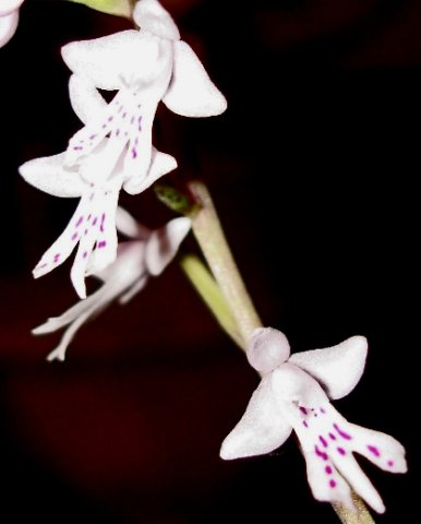 Stenoglottis zambesiaca