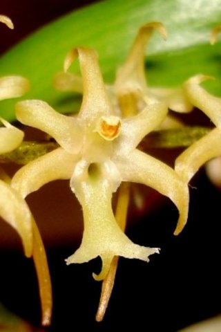 Tridactyle bicaudata flower