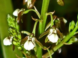 Orchids