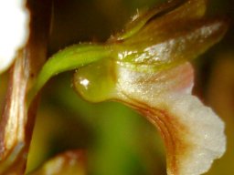 Acrolophia micrantha flower from the side