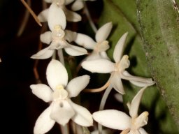 Aerangis mystacidii leaves