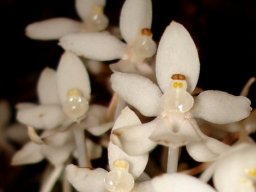 Aerangis mystacidii flowers