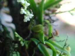 Angraecum chamaeanthus leaves